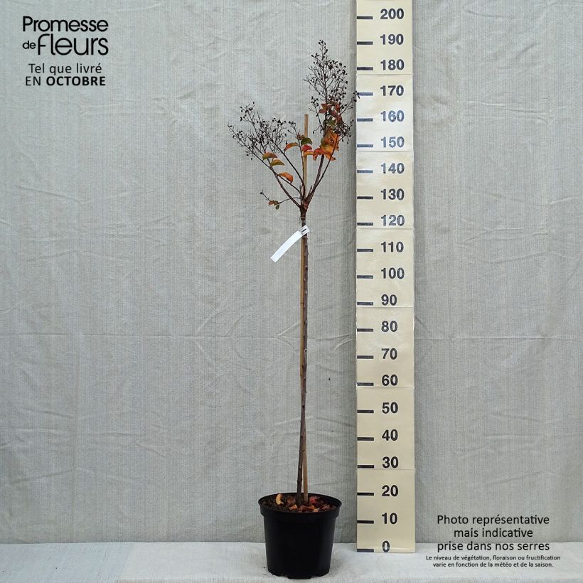Lagerstroemia indica Rhapsody in Pink - Crape Myrtle 7.5L/10L pot sample as delivered in autumn