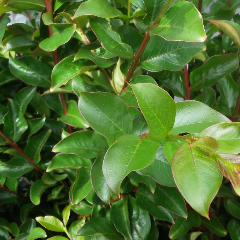 Lagerstroemia indica Rose Fuchsia - Crape Myrtle (Foliage)