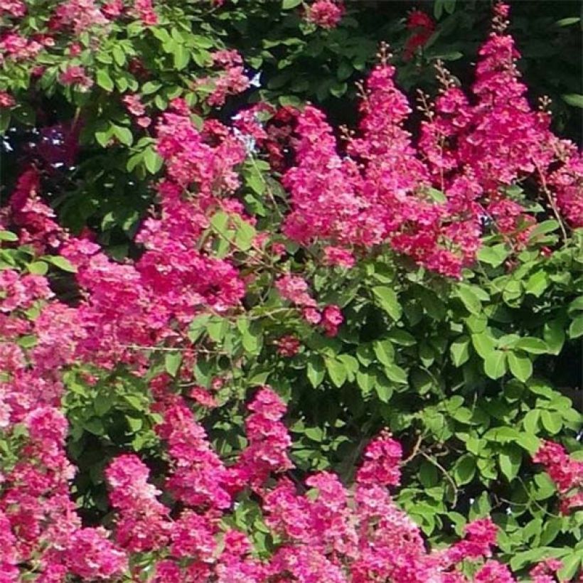 Lagerstroemia indica Rose Fuchsia - Crape Myrtle (Flowering)