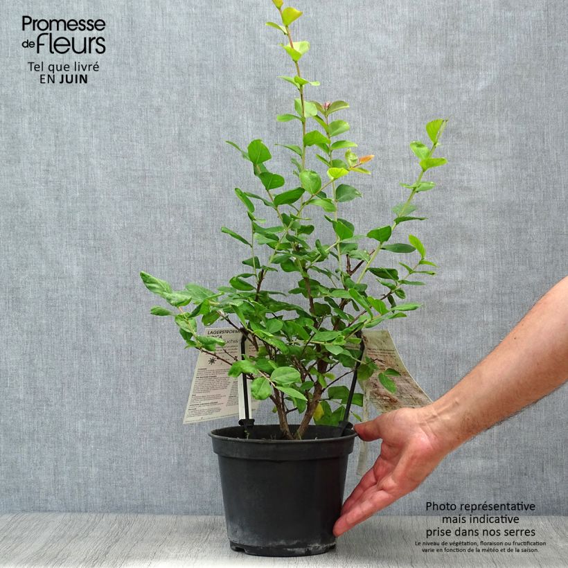 Lagerstroemia indica Rose Fuchsia - Crape Myrtle 3L/4L pot sample as delivered in summer