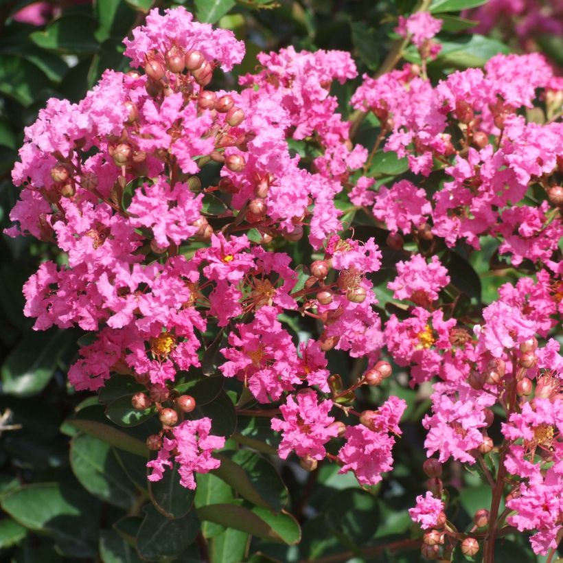 Lagerstroemia indica Indian Rose - Crape Myrtle (Flowering)