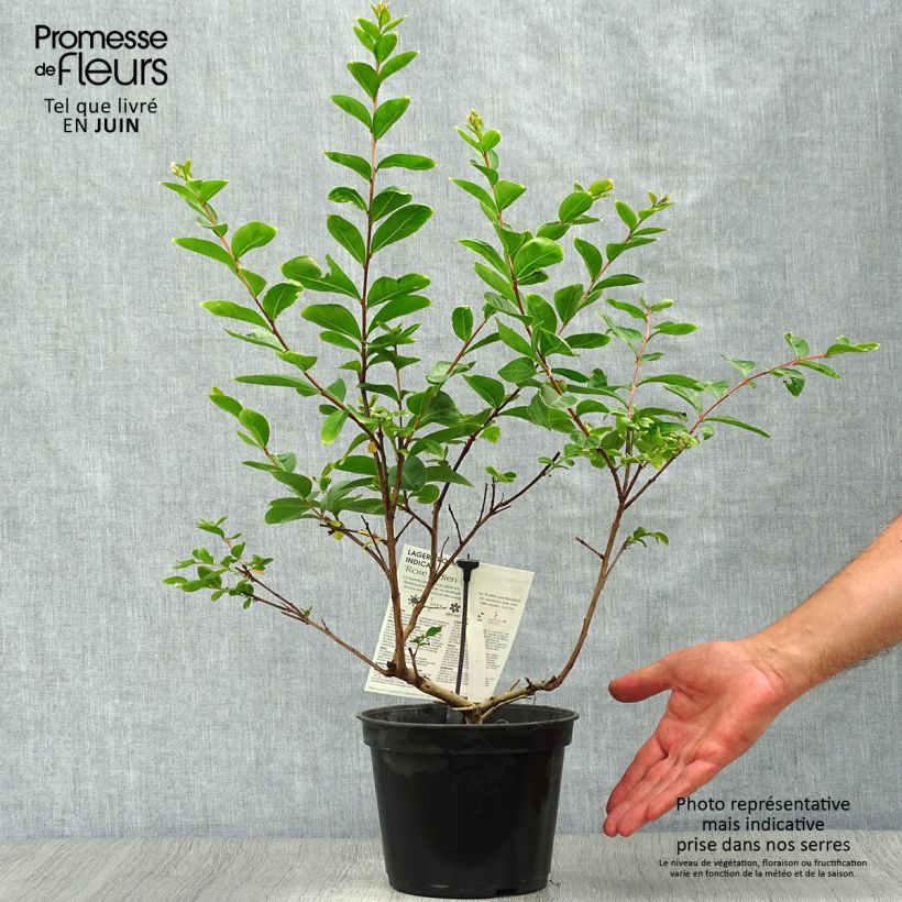 Lagerstroemia indica Indian Rose - Crape Myrtle 3L/4L pot sample as delivered in summer