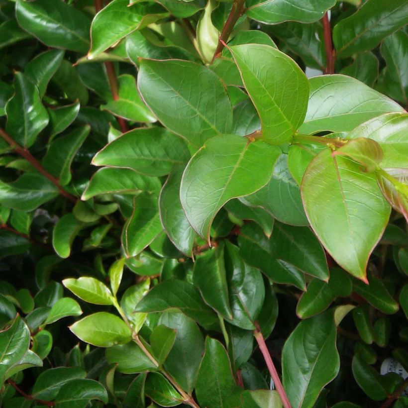 Lagerstroemia indica Tea Rose - Crape Myrtle (Foliage)