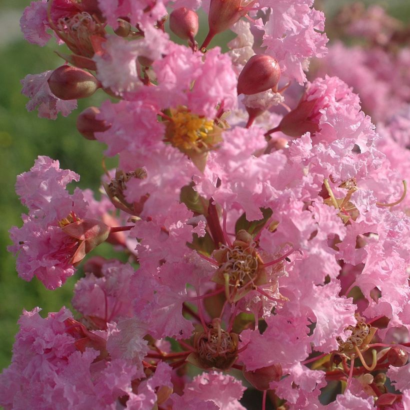 Lagerstroemia indica Tea Rose - Crape Myrtle (Flowering)