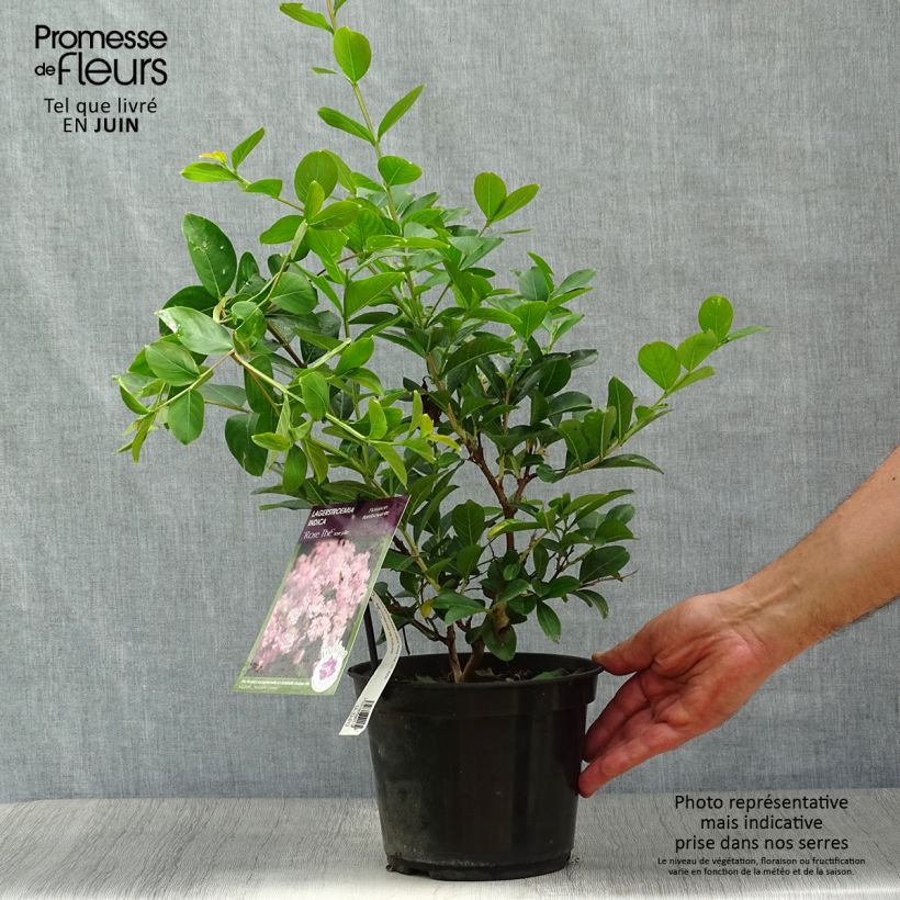 Lagerstroemia indica Tea Rose - Crape Myrtle 3L/4L pot sample as delivered in summer