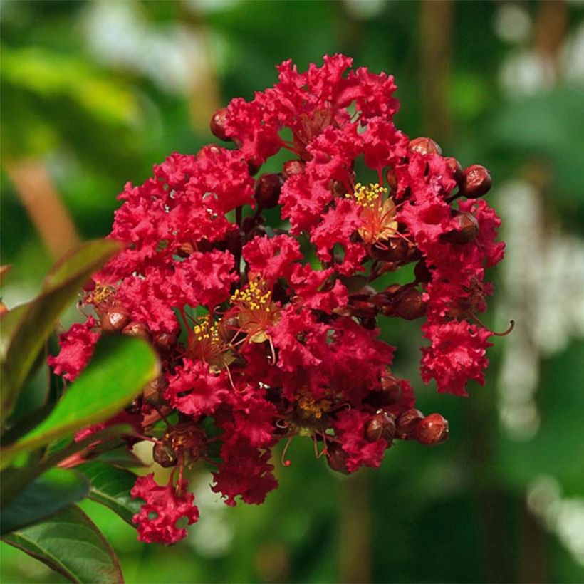 Lagerstroemia indica Dwarf Red - Crape Myrtle (Flowering)