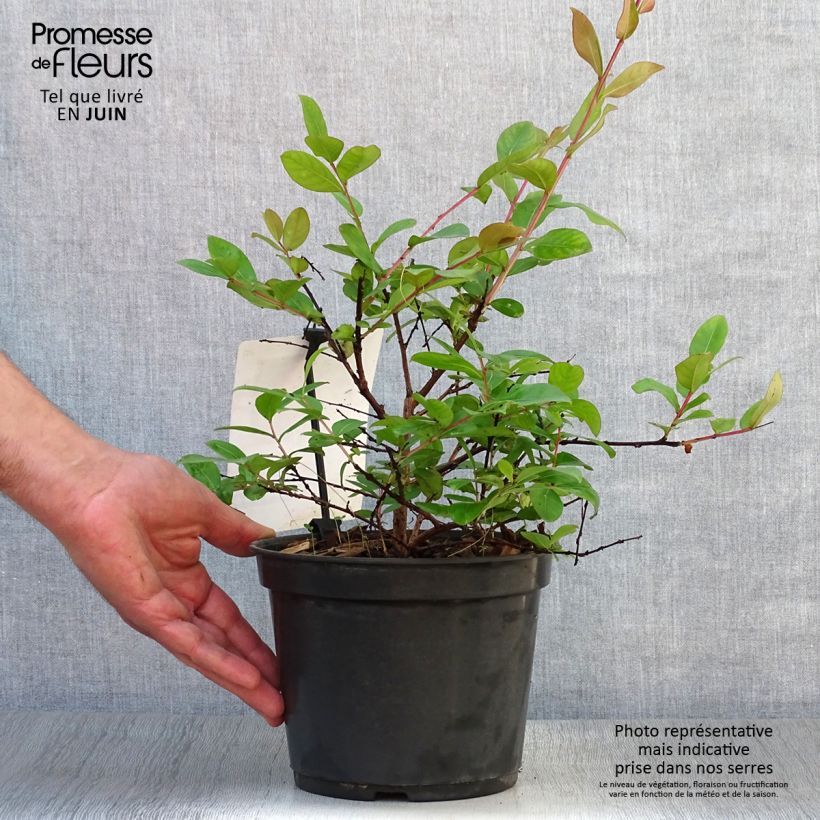 Lagerstroemia indica Dwarf Red - Crape Myrtle 2L/3L pot sample as delivered in summer