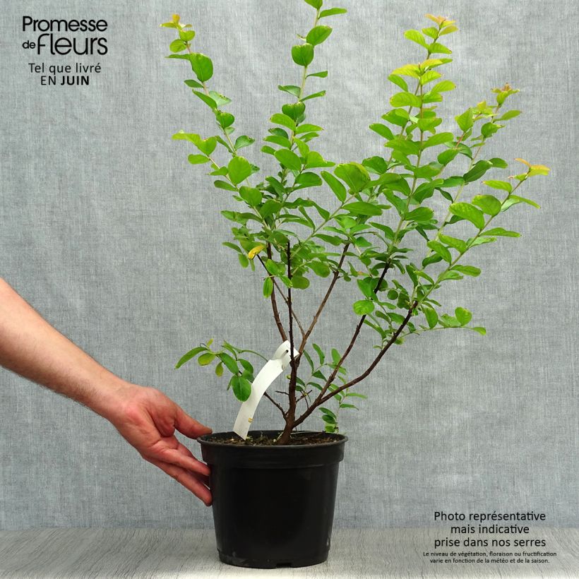 Lagerstroemia indica Rubra - Crape Myrtle 2L/3L pot sample as delivered in summer