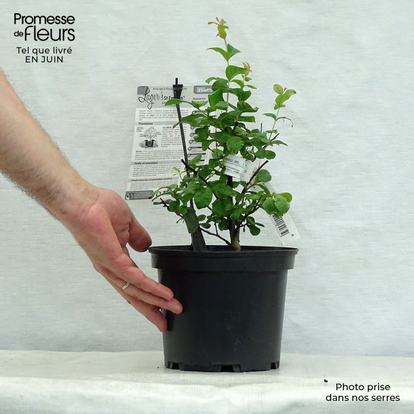 Lagerstroemia indica Saint Emilion - Crape Myrtle 3L/4L pot sample as delivered in summer