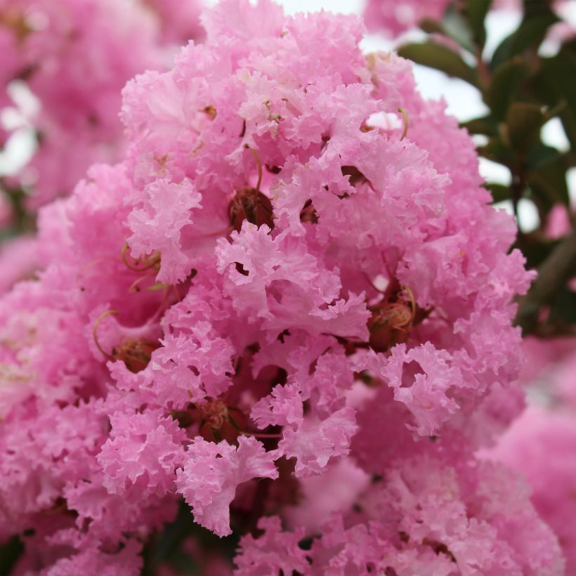 Lagerstroemia indica Soir dEté - Crape Myrtle (Flowering)