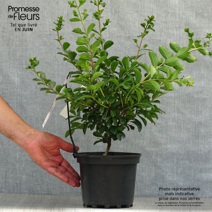 Lagerstroemia indica Soir dEté - Crape Myrtle 3L/4L pot sample as delivered in summer