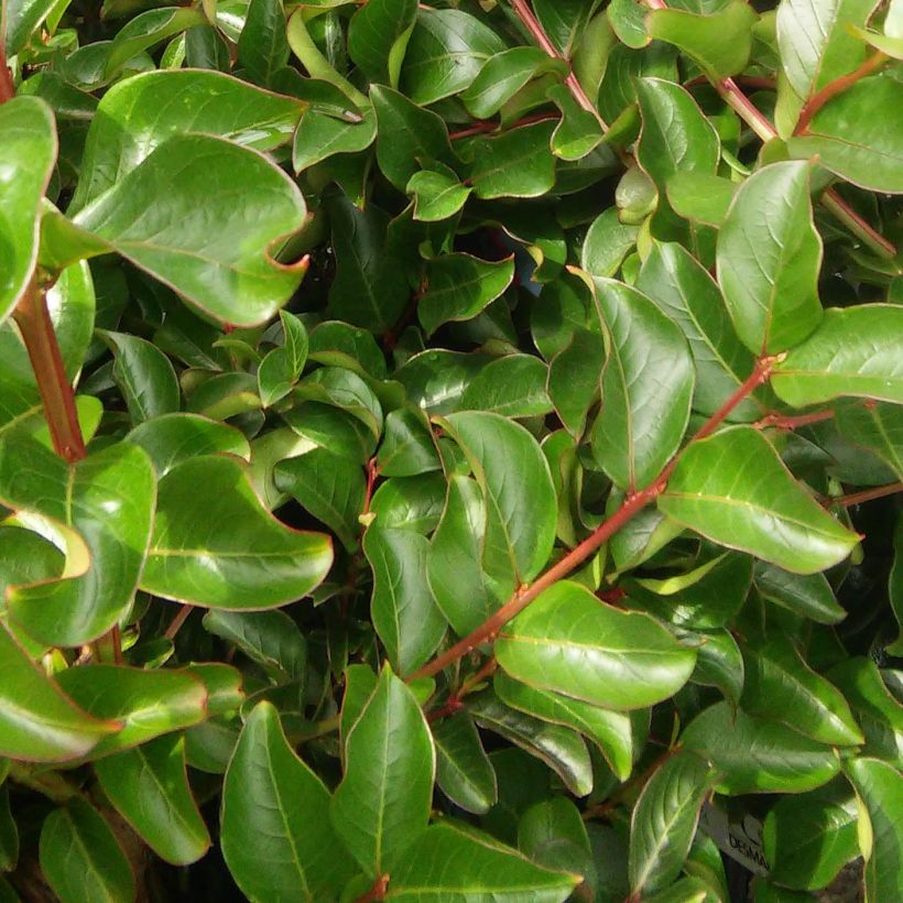 Lagerstroemia indica Souvenir d'Hubert Puard (Foliage)