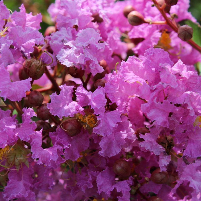 Lagerstroemia indica Souvenir d'Hubert Puard (Flowering)