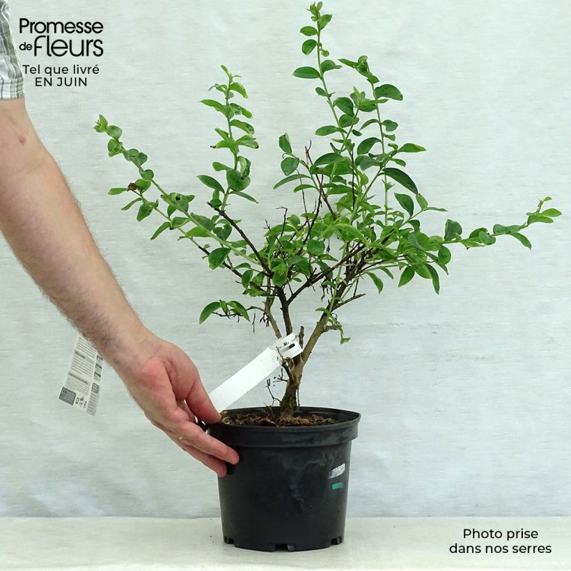 Lagerstroemia indica Souvenir d'Hubert Puard 3L/4L pot sample as delivered in summer