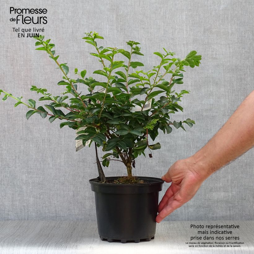 Lagerstroemia indica Souvenir dAndré Desmartis - Crape Myrtle 3L/4L pot sample as delivered in summer