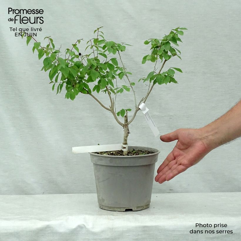 Lagerstroemia indica Summer Beauty Centennial - Crape Myrtle 3L/4L pot sample as delivered in summer