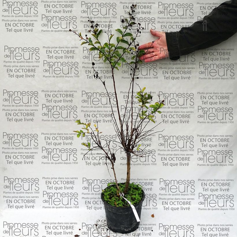 Example of Lagerstroemia indica Summer Beauty Hope - Crape Myrtle 3L/4L pot specimen as delivered