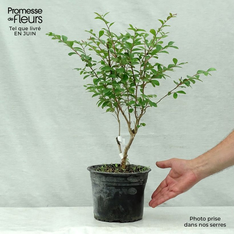 Lagerstroemia indica Summer Beauty Ozark Spring - Crape Myrtle 3L/4L pot 30/40cm sample as delivered in summer