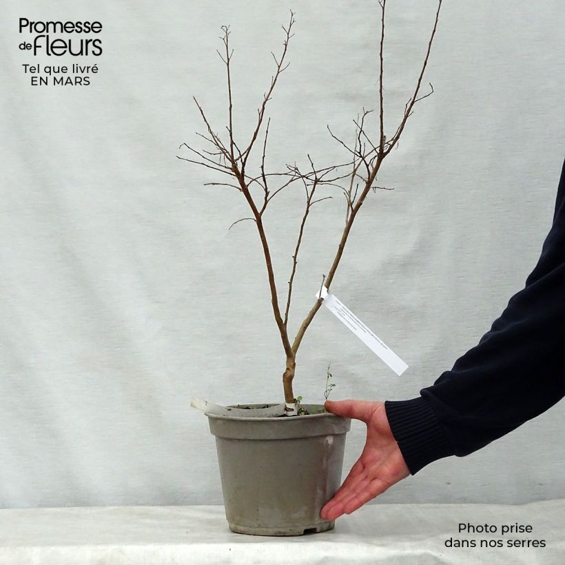 Lagerstroemia indica Summer Beauty Velmas Royal Delight - Crape Myrtle 3L/4L pot sample as delivered in spring