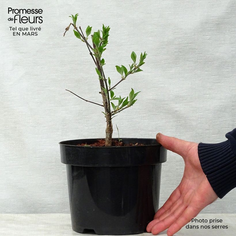 Lagerstroemia indica Summer Beauty Victor - Crape Myrtle 3L/4L pot 30/40cm sample as delivered in spring