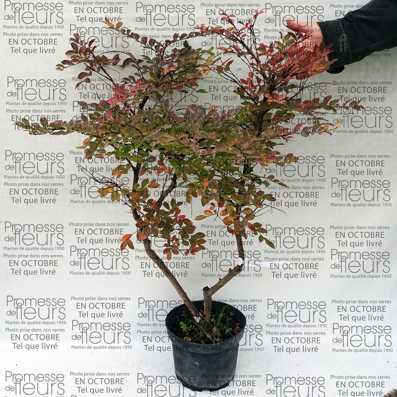 Example of Lagerstroemia indica Summer Charm Acoma - Crape Myrtle 3L/4L pot specimen as delivered