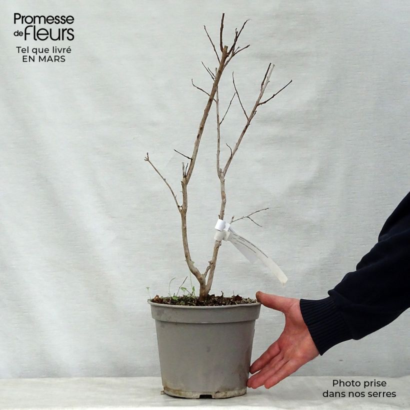 Lagerstroemia Summer Charm Arapaho - Crape Myrtle 3L/4L pot sample as delivered in spring