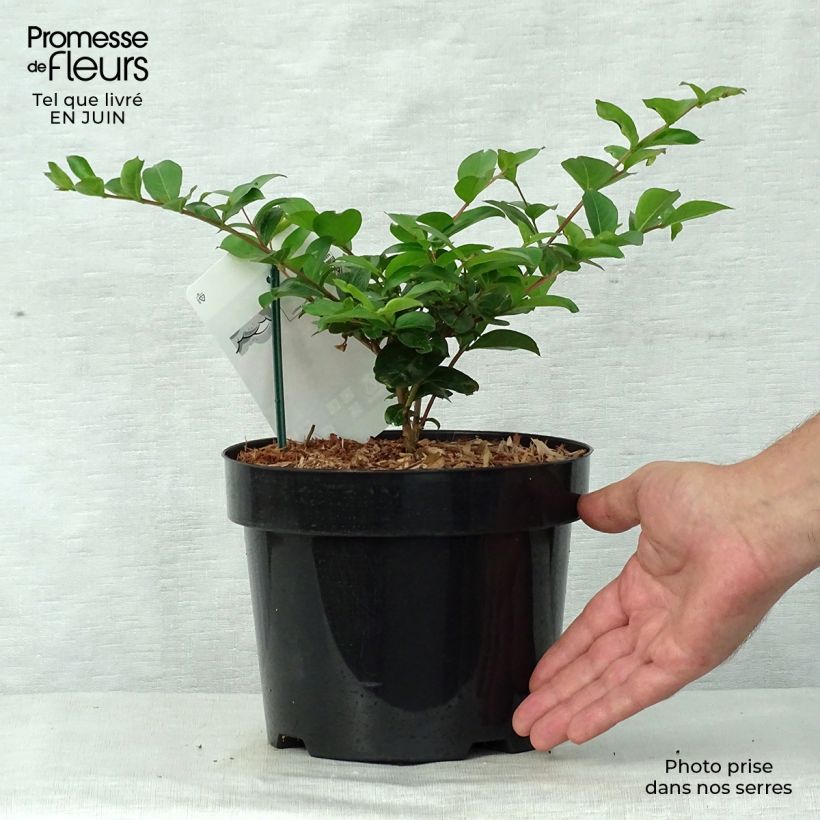 Lagerstroemia Summer Charm Tonto - Crape Myrtle 3L/4L pot sample as delivered in summer