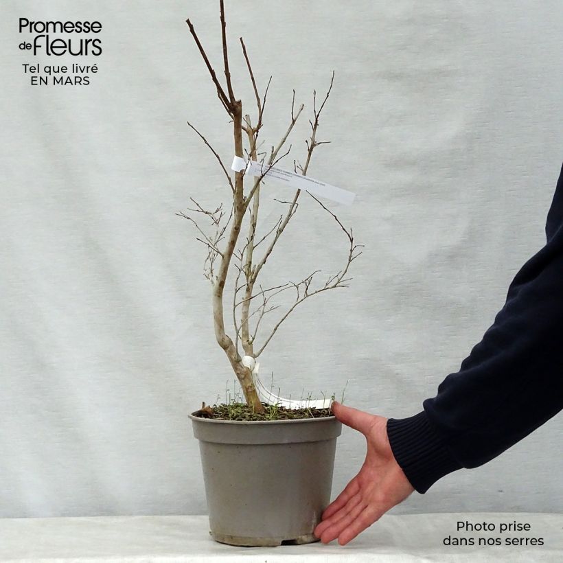 Lagerstroemia indica Summer Charm Tuscarora - Crape Myrtle 3L/4L pot sample as delivered in spring