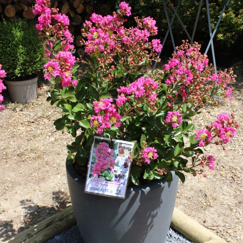 Lagerstroemia indica Terrace Rose - Crape Myrtle (Plant habit)