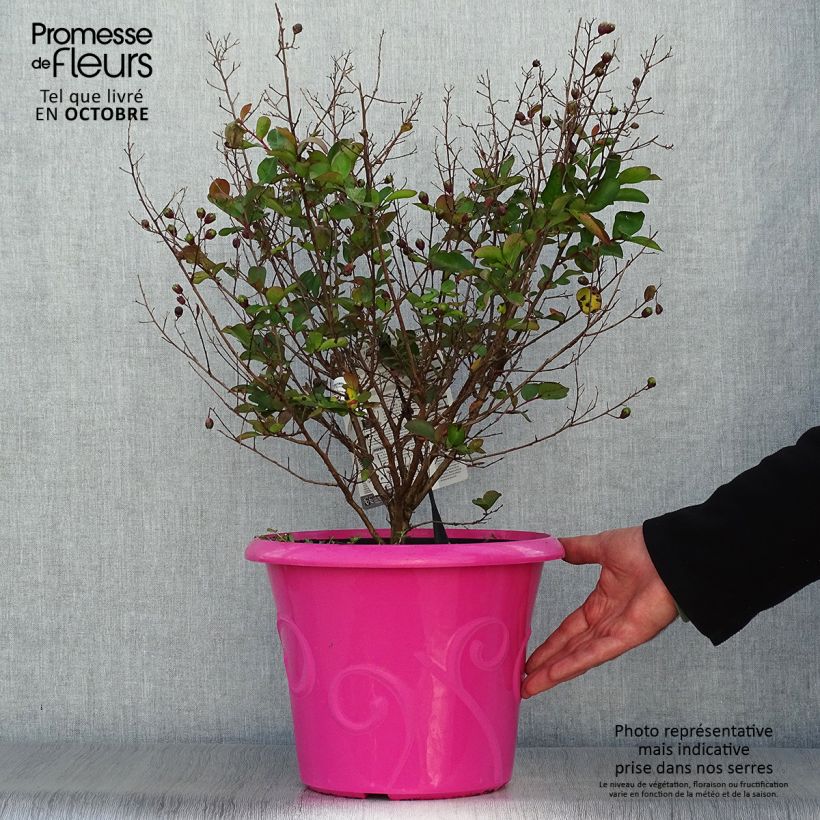 Lagerstroemia indica Terrace Rose - Crape Myrtle 3L/4L pot sample as delivered in autumn