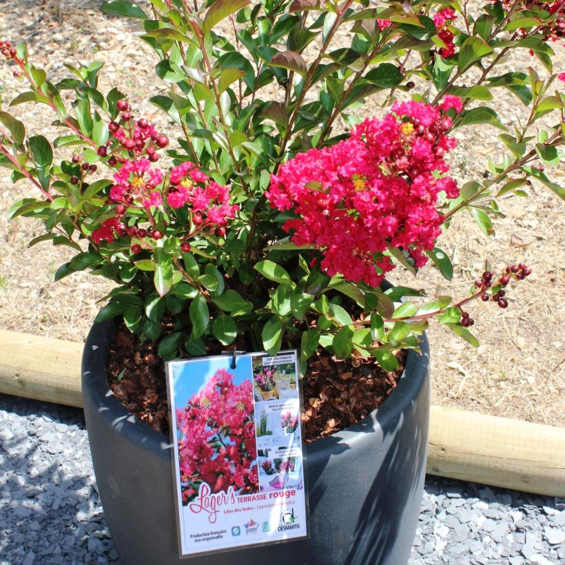 Lagerstroemia indica Terrasse Rouge - Crape Myrtle (Flowering)