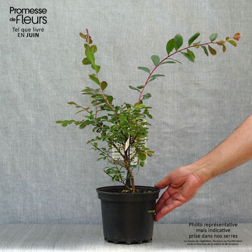Lagerstroemia indica Terrasse Rouge - Crape Myrtle 3L/4L pot sample as delivered in summer