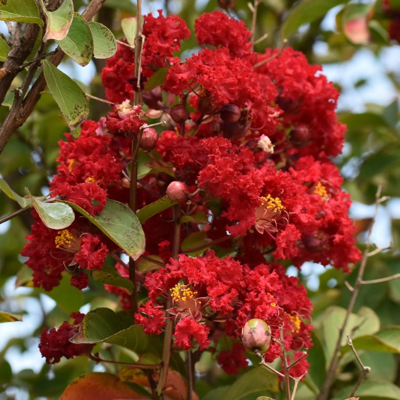 Lagerstroemia indica Victoria - Crape Myrtle (Flowering)