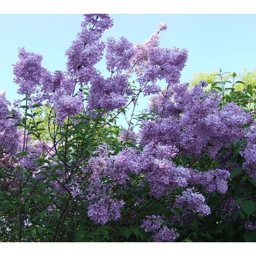 Lagerstroemia indica Violacea - Crape Myrtle (Flowering)