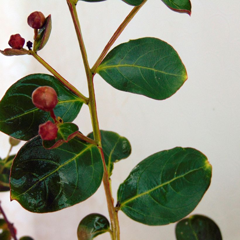 Lagerstroemia indica Violacea - Crape Myrtle (Foliage)