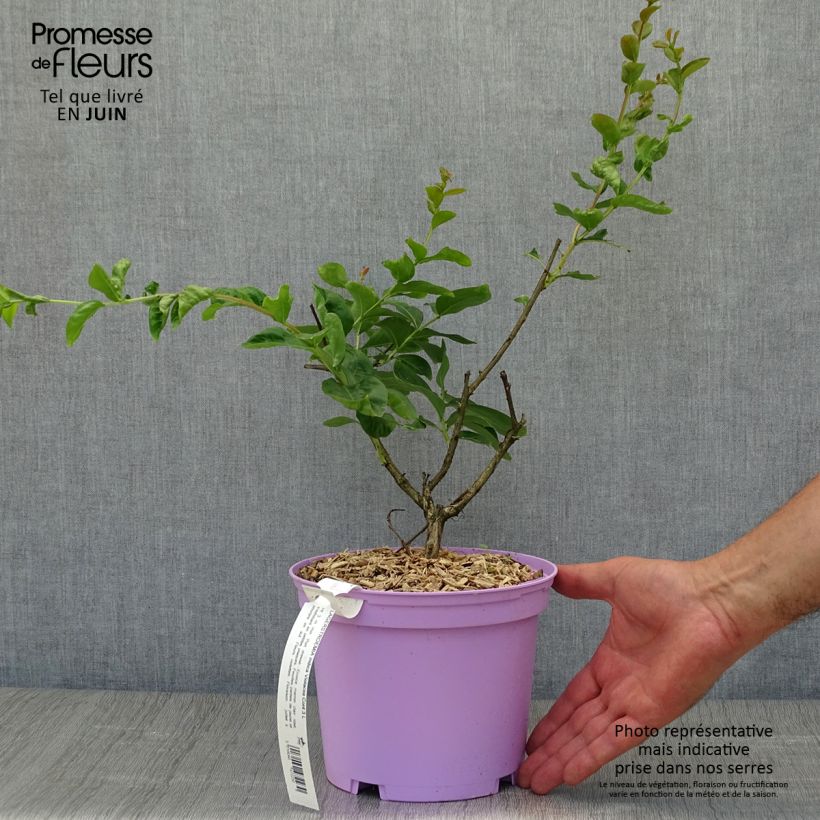 Lagerstroemia indica Violacea - Crape Myrtle 2L/3L pot sample as delivered in summer