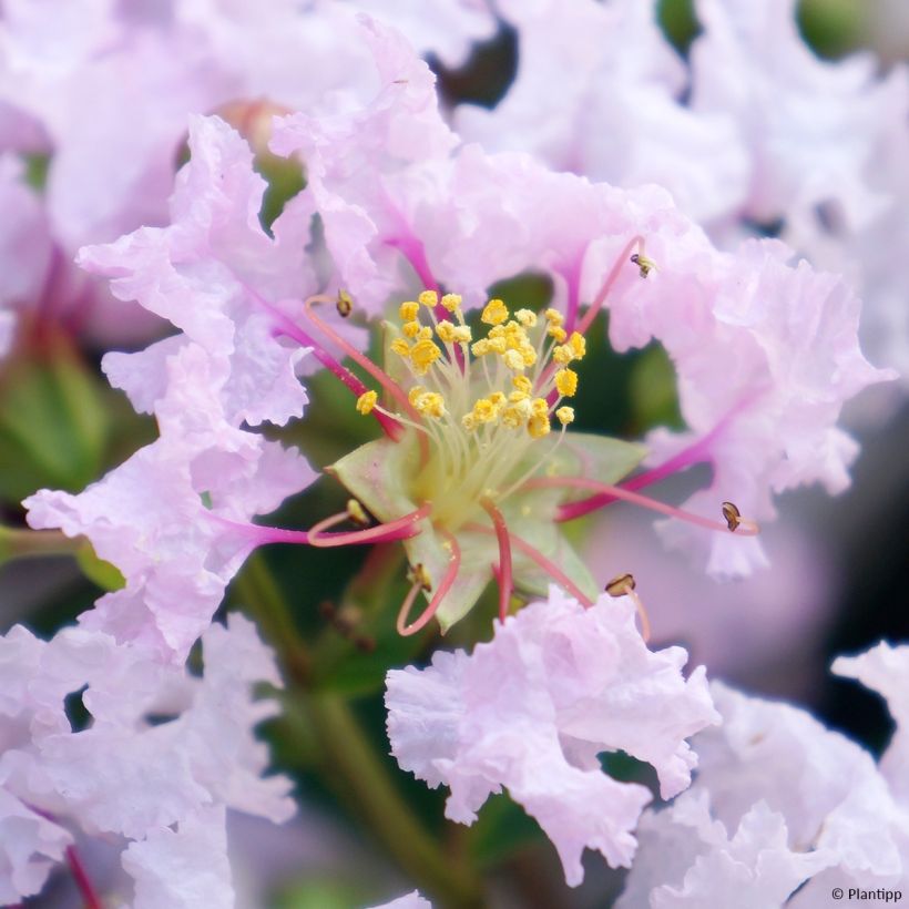 Lagerstroemia indica With Love Babe - Crape Myrtle (Flowering)