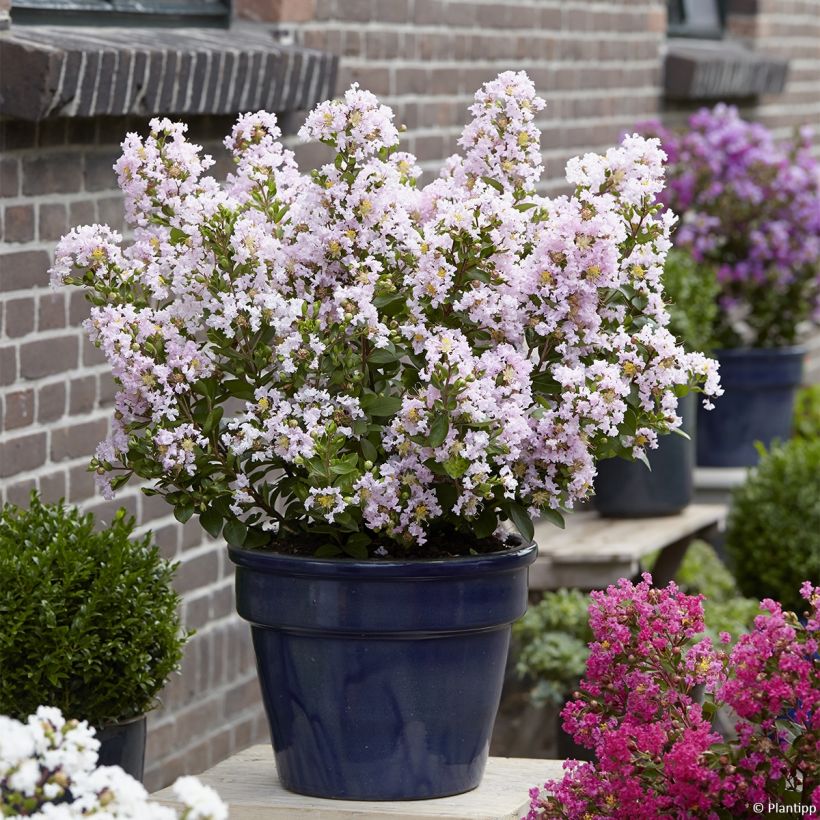 Lagerstroemia indica With Love Babe - Crape Myrtle (Plant habit)