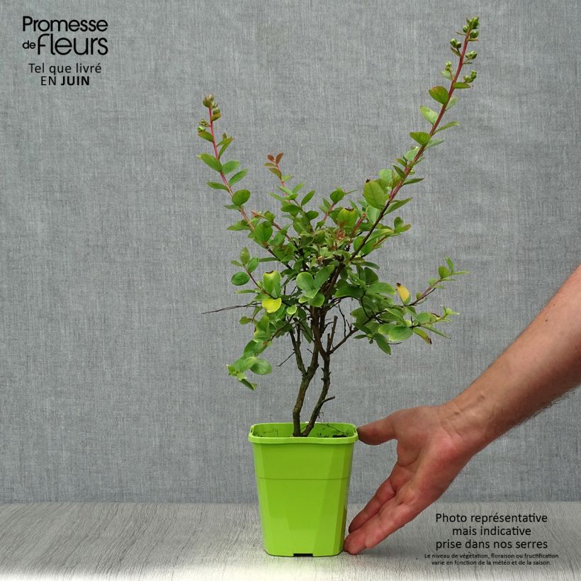 Lagerstroemia indica With Love Babe - Crape Myrtle 3L/4L pot sample as delivered in summer