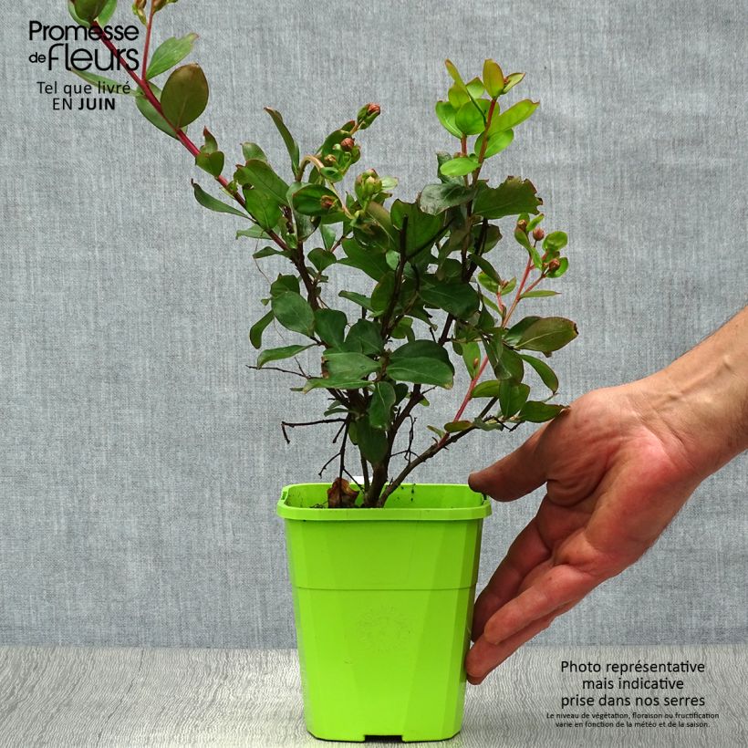 Lagerstroemia indica With Love Eternal - Crape Myrtle 3L/4L pot sample as delivered in summer