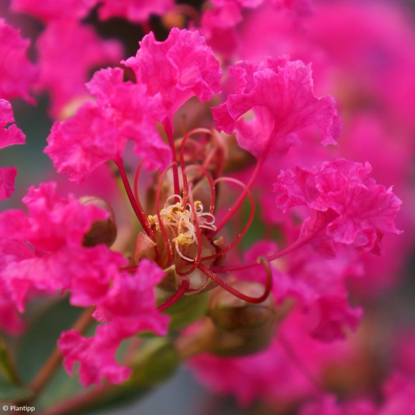 Lagerstroemia indica With Love Kiss - Crape Myrtle (Flowering)