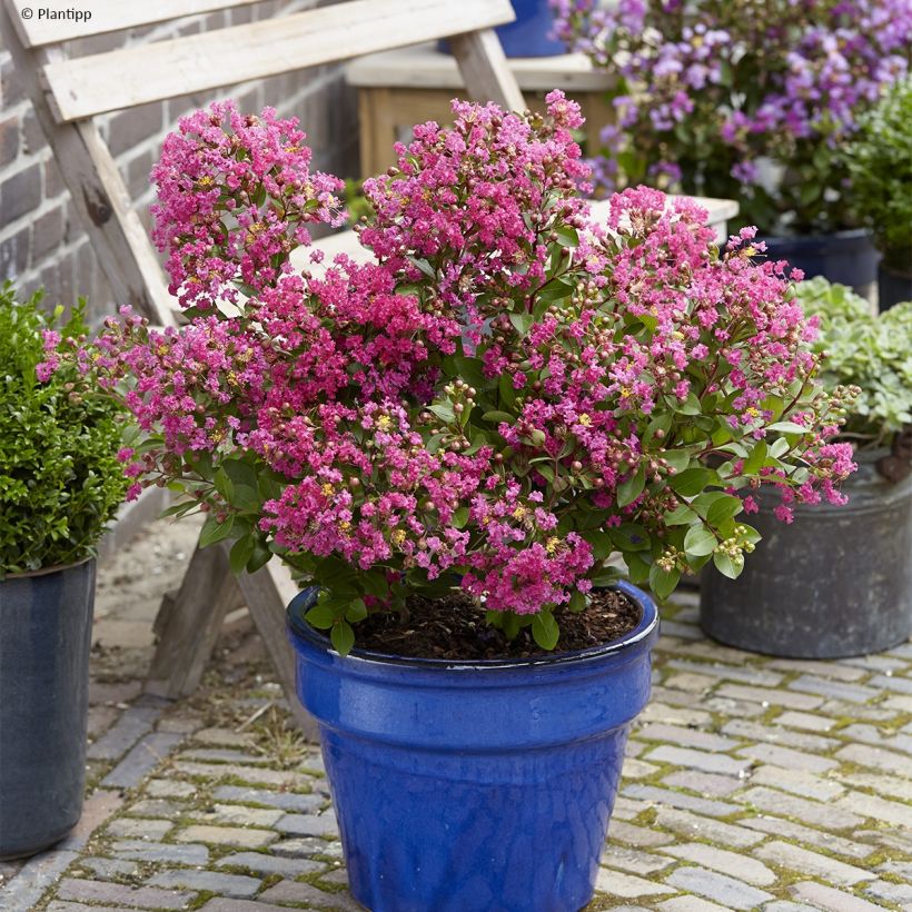 Lagerstroemia indica With Love Kiss - Crape Myrtle (Plant habit)