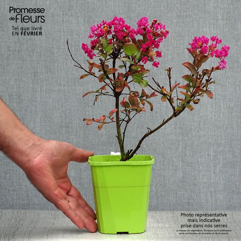 Lagerstroemia indica With Love Kiss - Crape Myrtle 3L/4L pot sample as delivered in autumn