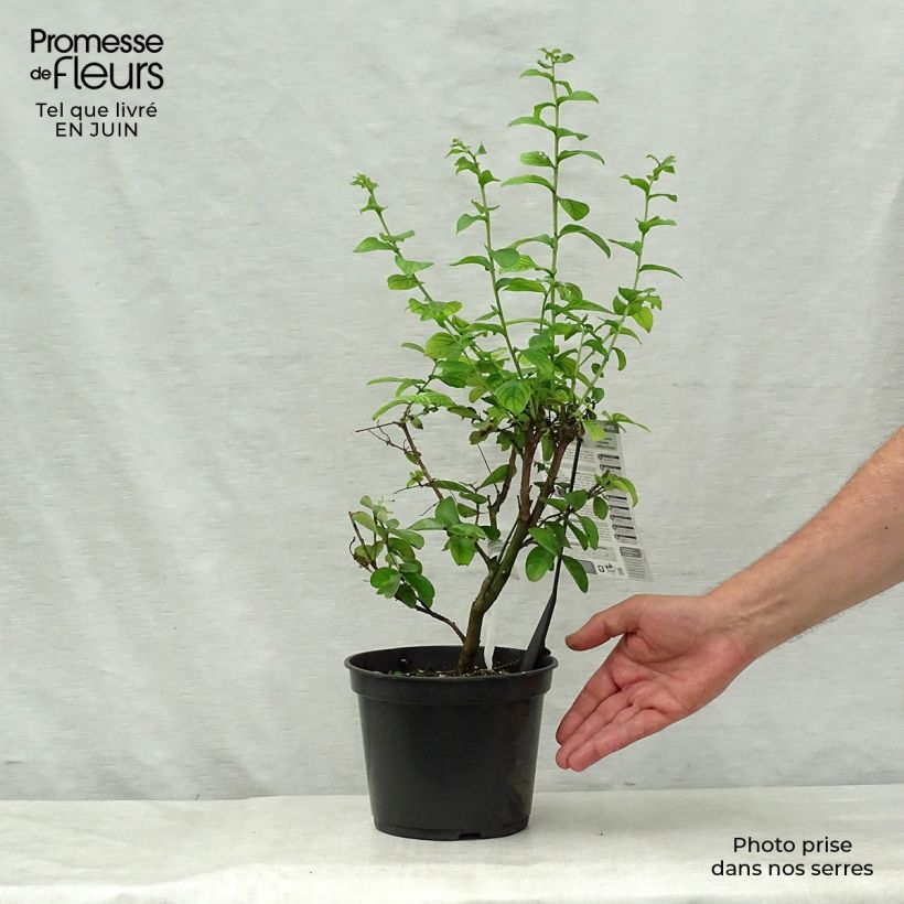 Lagerstroemia indica Yang Tse - Crape Myrtle 3L/4L pot sample as delivered in summer