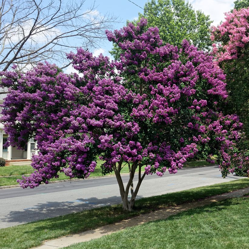 Lagerstroemia indica Violacea - Crape Myrtle (Plant habit)