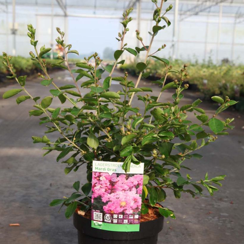 Lagerstroemia indica Mardi Gras - Crape Myrtle (Plant habit)