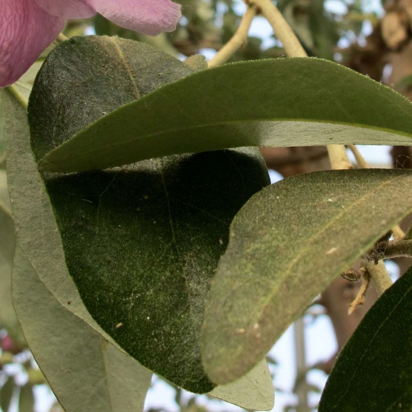 Lagunaria patersonii - Norfolk Island Hibiscus (Foliage)