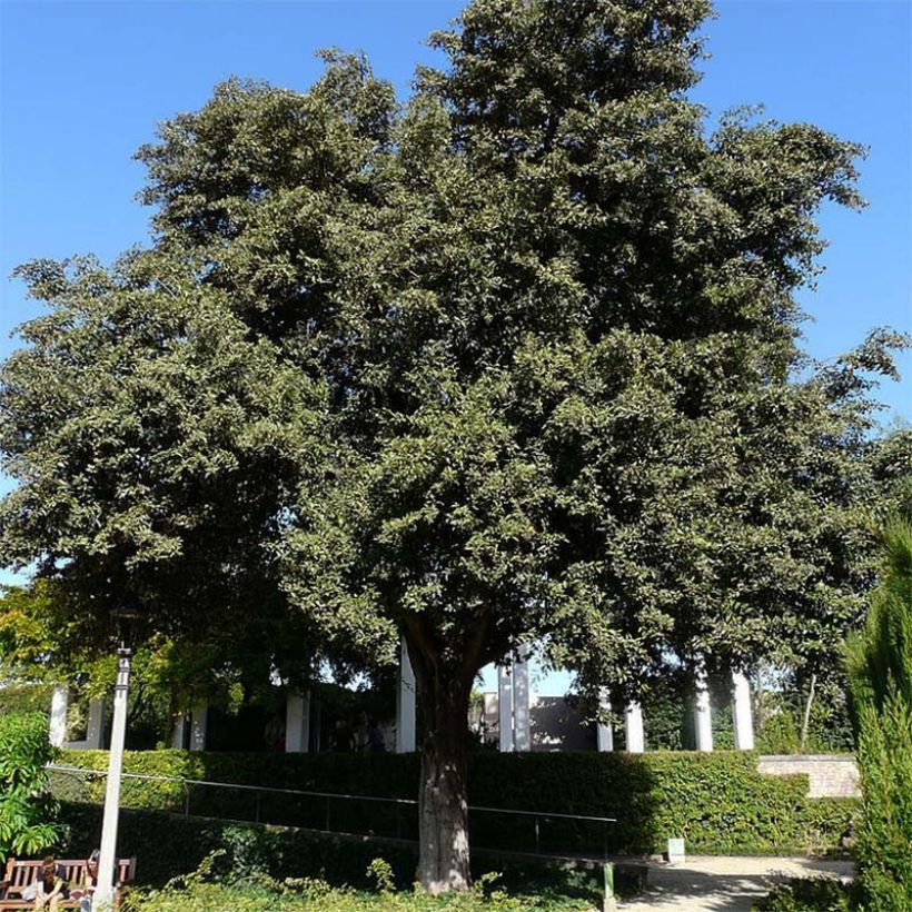 Lagunaria patersonii - Norfolk Island Hibiscus (Plant habit)