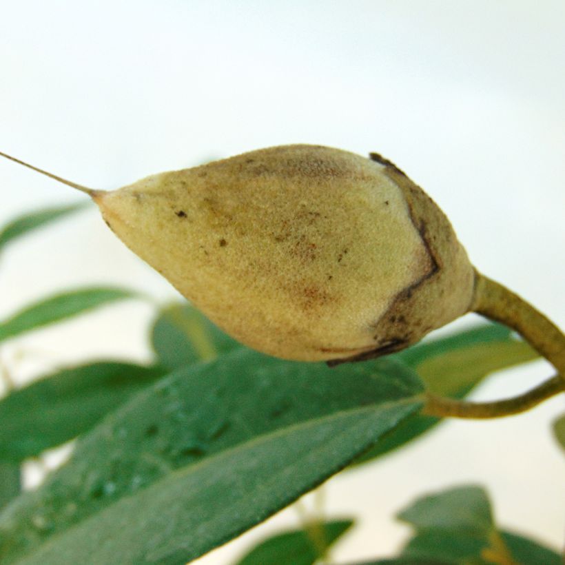 Lagunaria patersonii - Norfolk Island Hibiscus (Harvest)