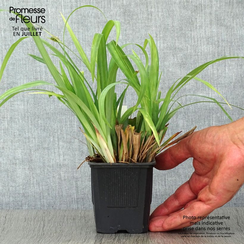 Carex laxiculmis Bunny Blue 8/9 cm pot sample as delivered in summer